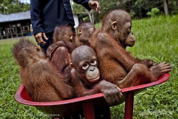 Nechte orangutana žít, aneb jak je to s palmovým olejem